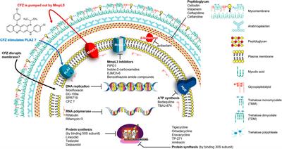 Current Molecular Therapeutic Agents and Drug Candidates for Mycobacterium abscessus